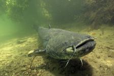 2013-08 Wallerschnorcheln