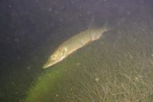 kulkwitzer640x480dscn1708