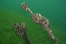 2010-08 Kulkwitzer See