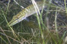 kulkwitzer640x480dscn1779