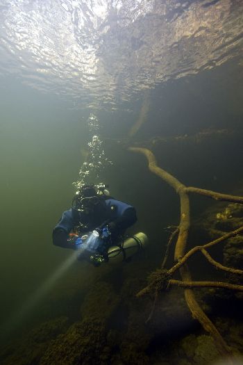 Der Jo hängt im Geäst