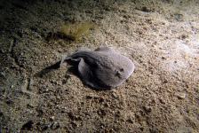 2018-10 Labin/Kroatien