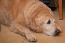 2010_weihnachtsfeier_20