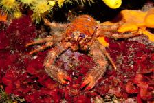 2011-10 Abtauchen Labin