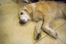 weihnachtsfeier_2011_12